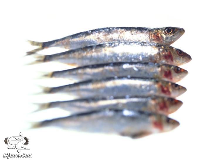 ماهی ساردین جلوگیری می کند از التهاب و آکنه زدن پوست